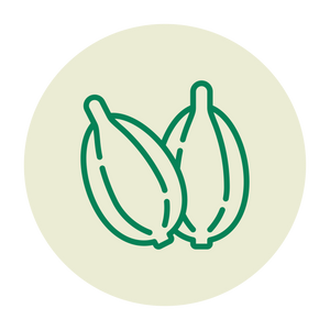 Simple outline of two cacao pods with white background